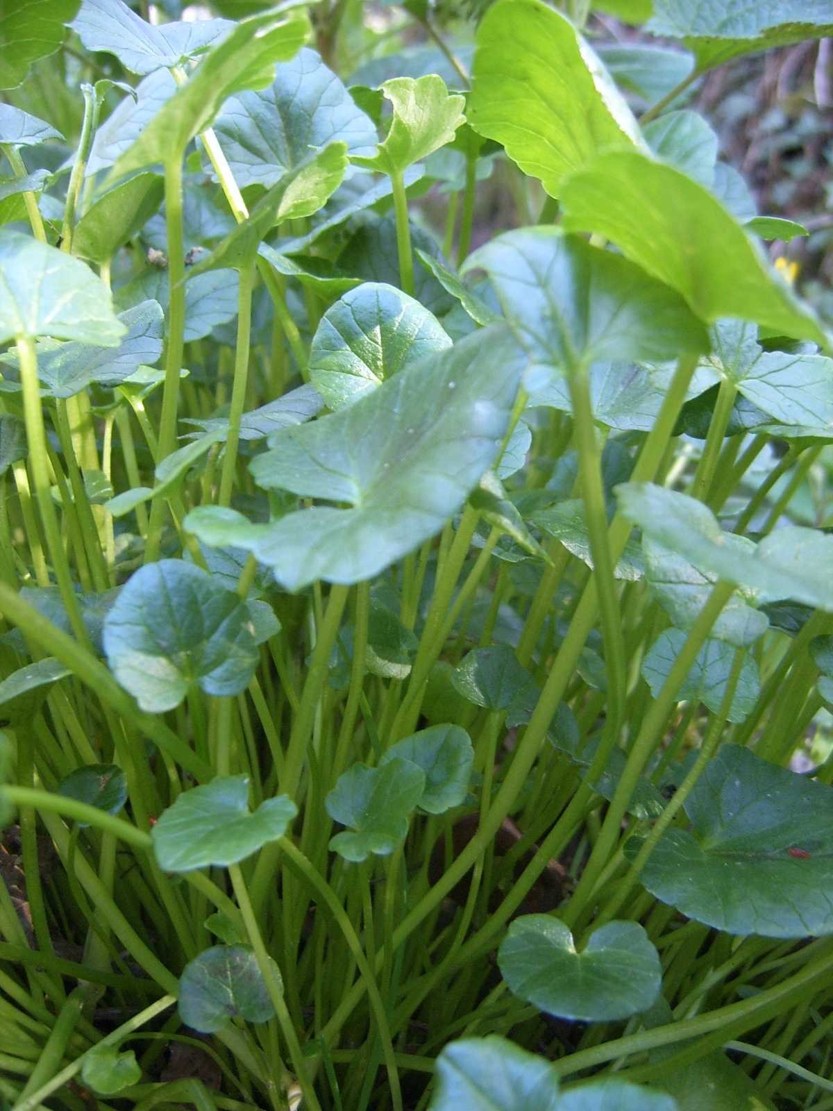 Ranunculus ficaria / Ranuncolo favagello